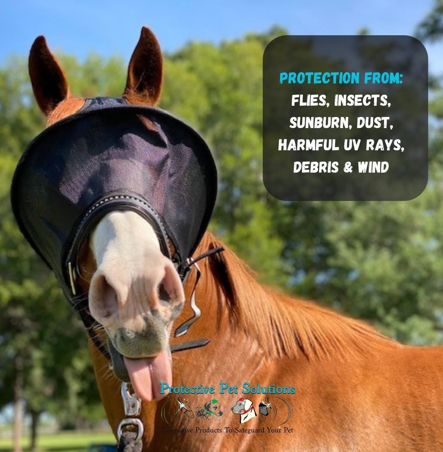 Horse wearing EquiVizor Solar Vizor for uveitis protection