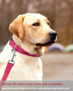 High visibility reflective dog collar in dark setting