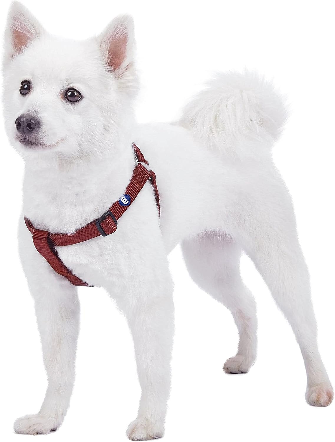 Blueberry Pet Essentials small step-in dog harness in Fired Brick color front view