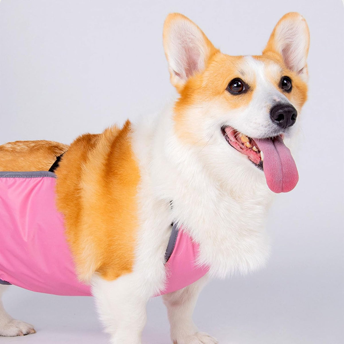ZYOUQI pet belly band flat layout displaying the excretion opening and reinforced stitching.