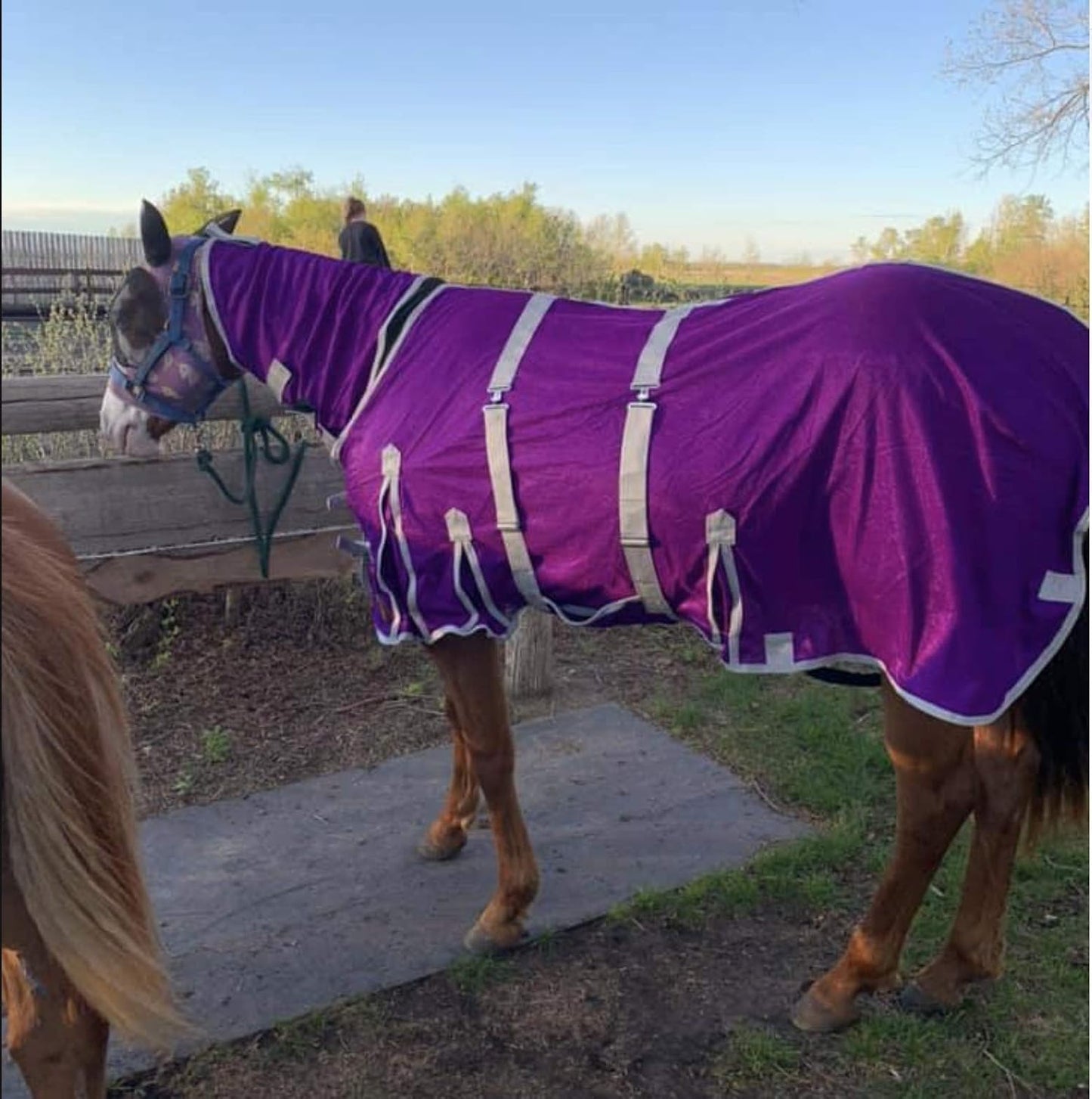 Tech Equestrian horse summer sheet showing detachable belly band detail