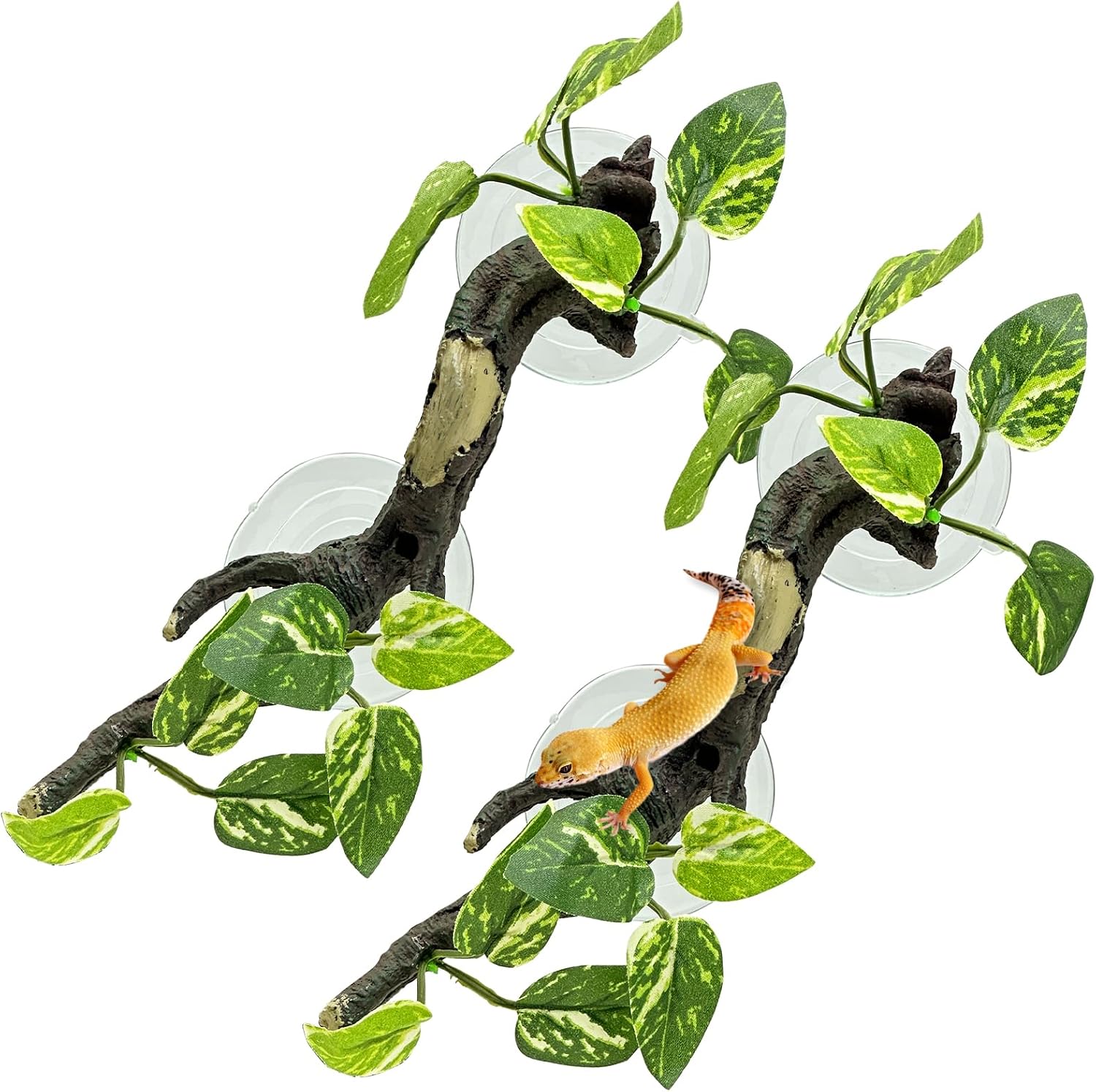 Fhiny snake climbing branch front view in terrarium