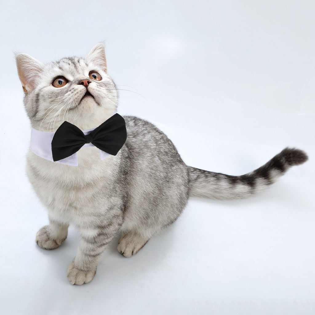 Small dog wearing Shappy bow tie grooming accessory