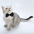 Small dog wearing Shappy bow tie grooming accessory