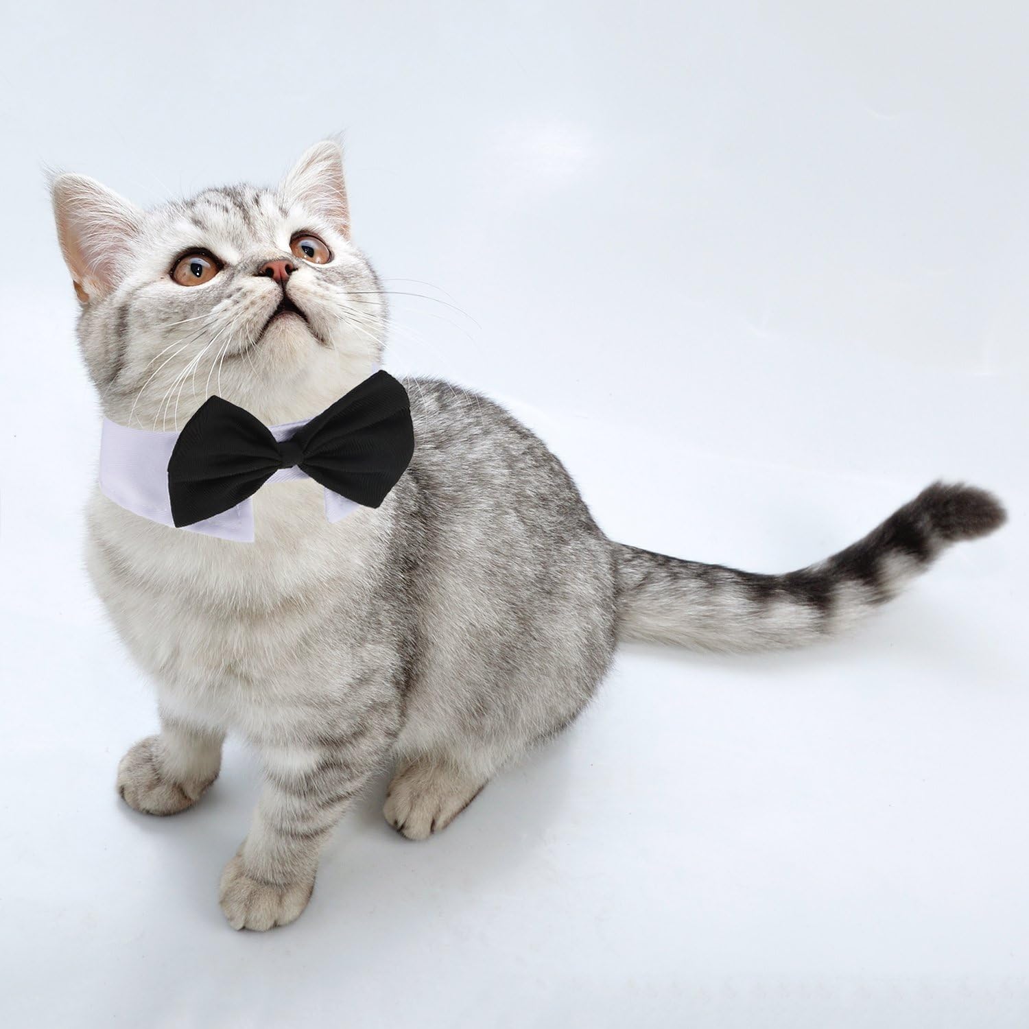 Small dog wearing Shappy bow tie grooming accessory