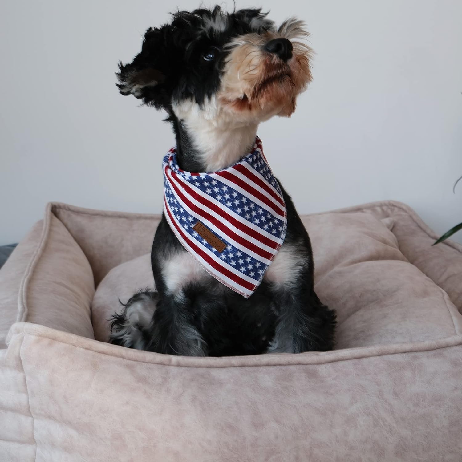 Imported American flag puppy bandana tied on a medium sized dog