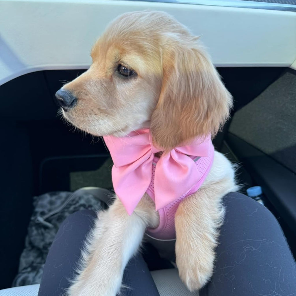 Side profile of small dog wearing cherry pink sailor bow collar