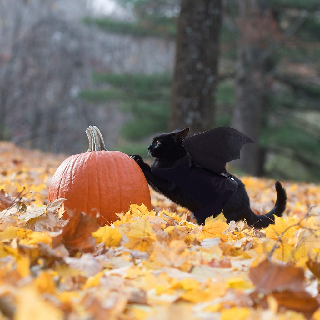 Small cat wearing Rypet Halloween bat wings costume during photoshoot