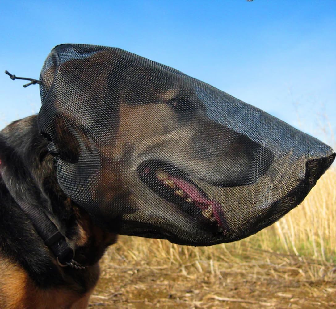 Out Fox Field Guard dog safety mask front view on dog
