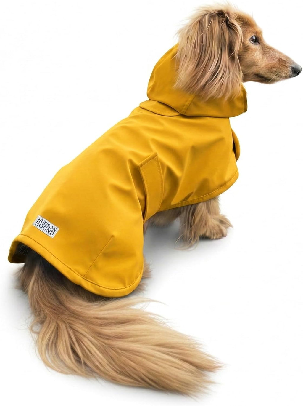 Hudson Hound Dachshund Raincoat front view of yellow dog jacket on a miniature sausage dog.