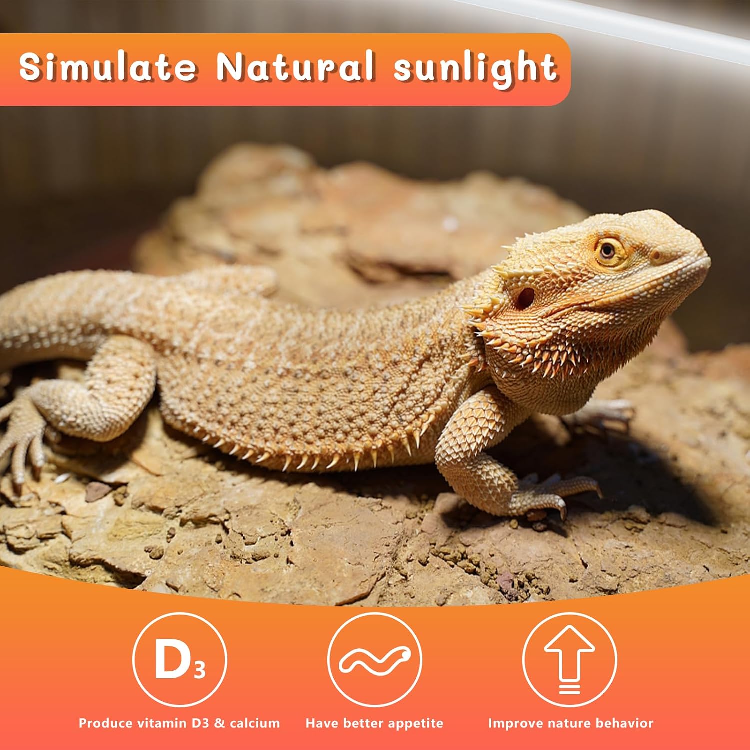 Two pack replacement fluorescent bulbs for bearded dragon terrariums and desert reptile enclosures.
