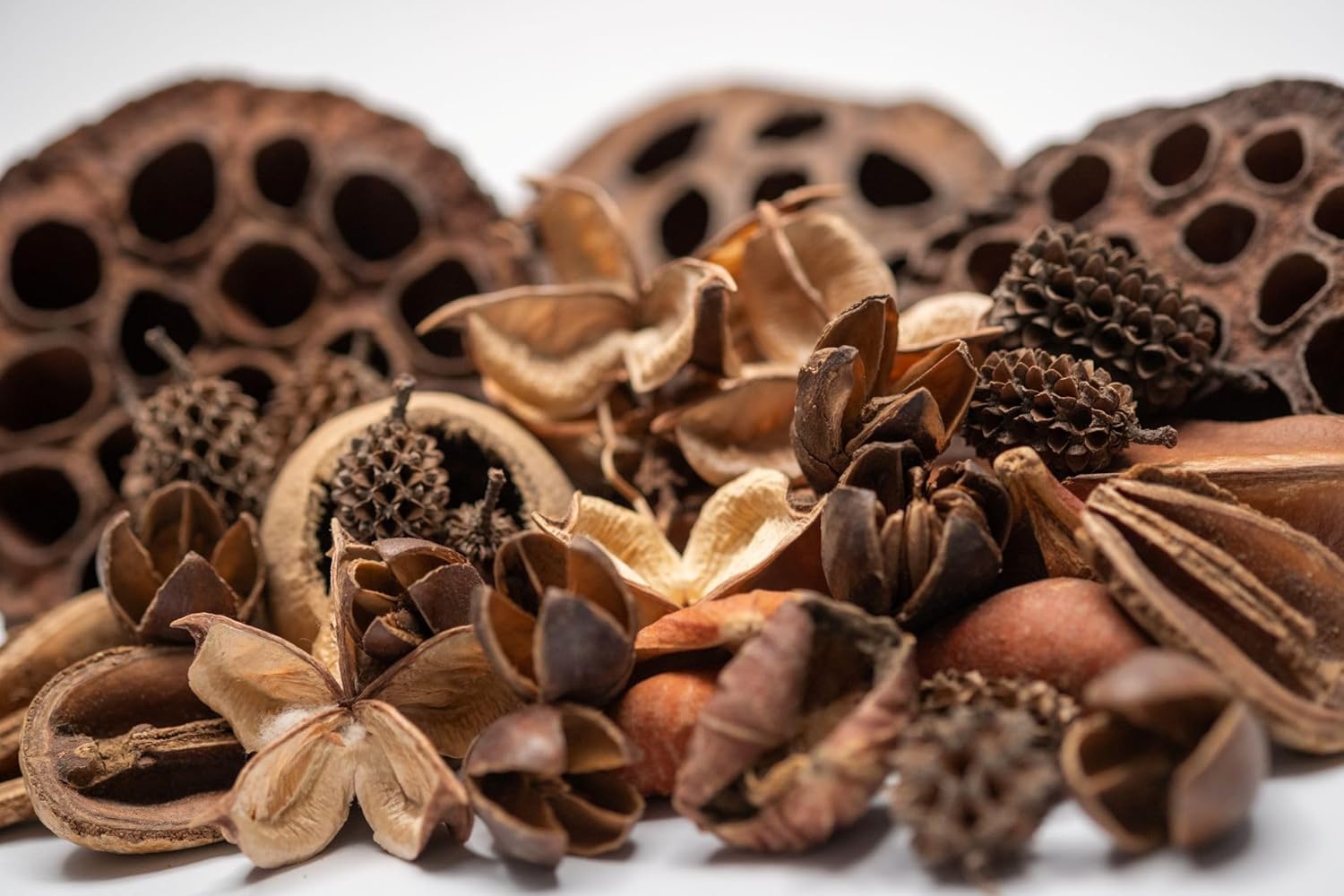 Close up of diverse seed pods for aquarium water conditioning