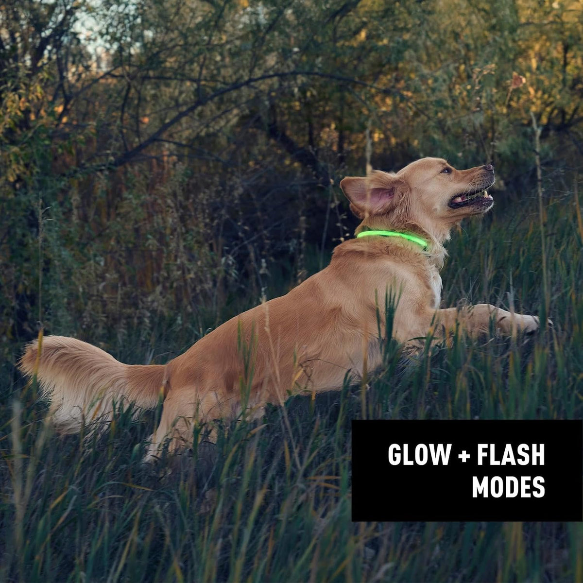 Nite Ize NiteHowl weather resistant rechargeable pet collar light closeup showing durability features