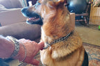 Chrome plated steel martingale training collar for medium and large dogs.