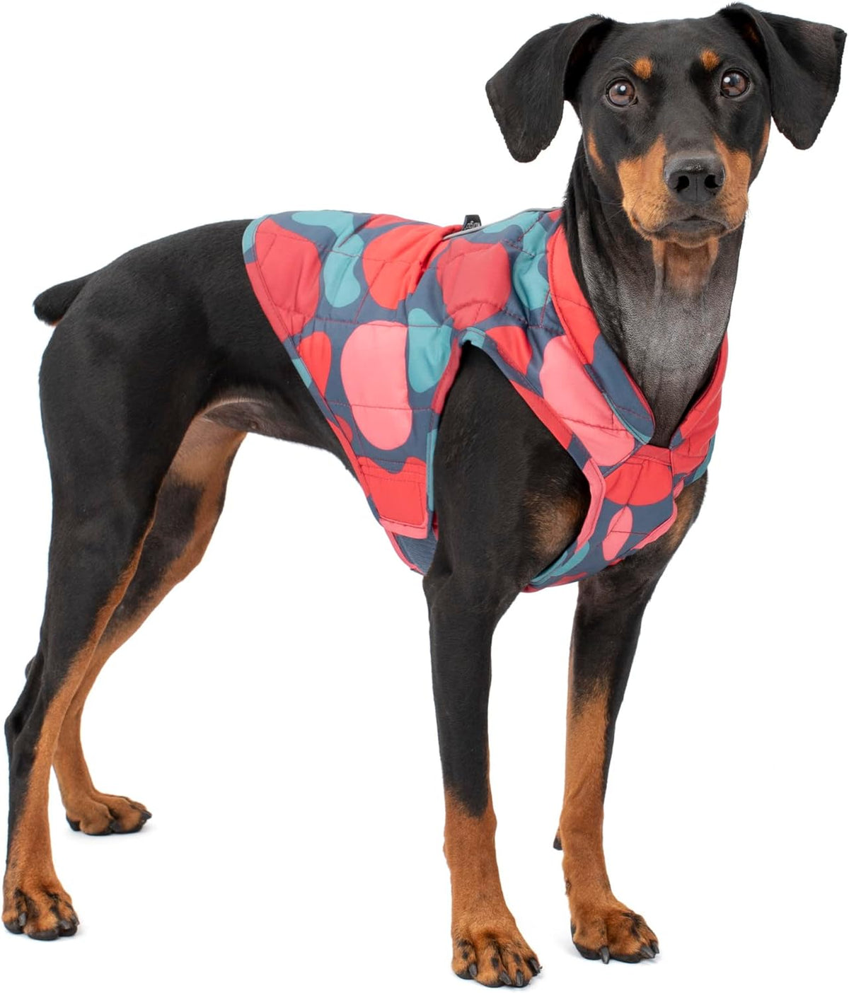Reversible Kurgo dog coat showing orange side