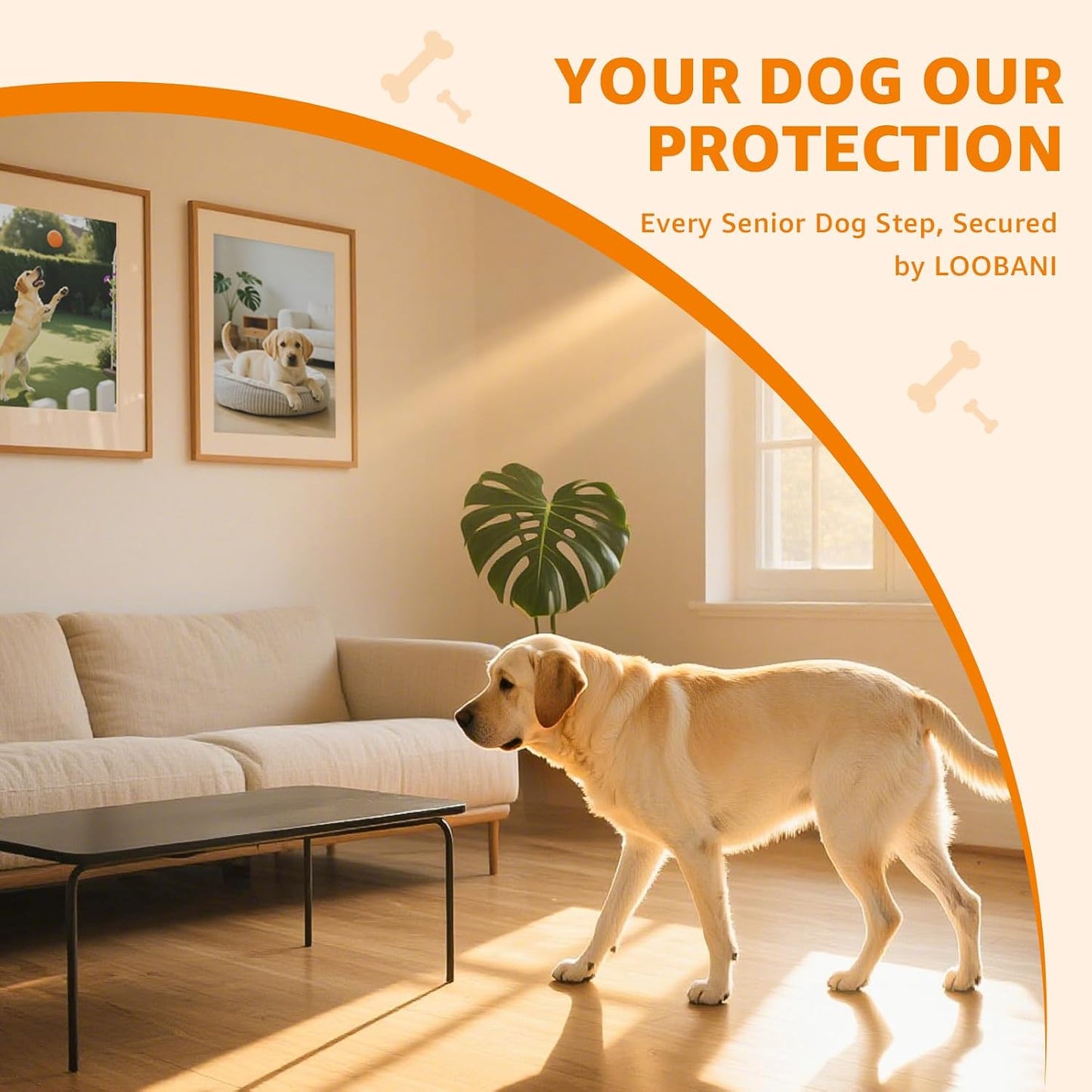 Safe and comfortable adhesive paw protectors for senior dogs