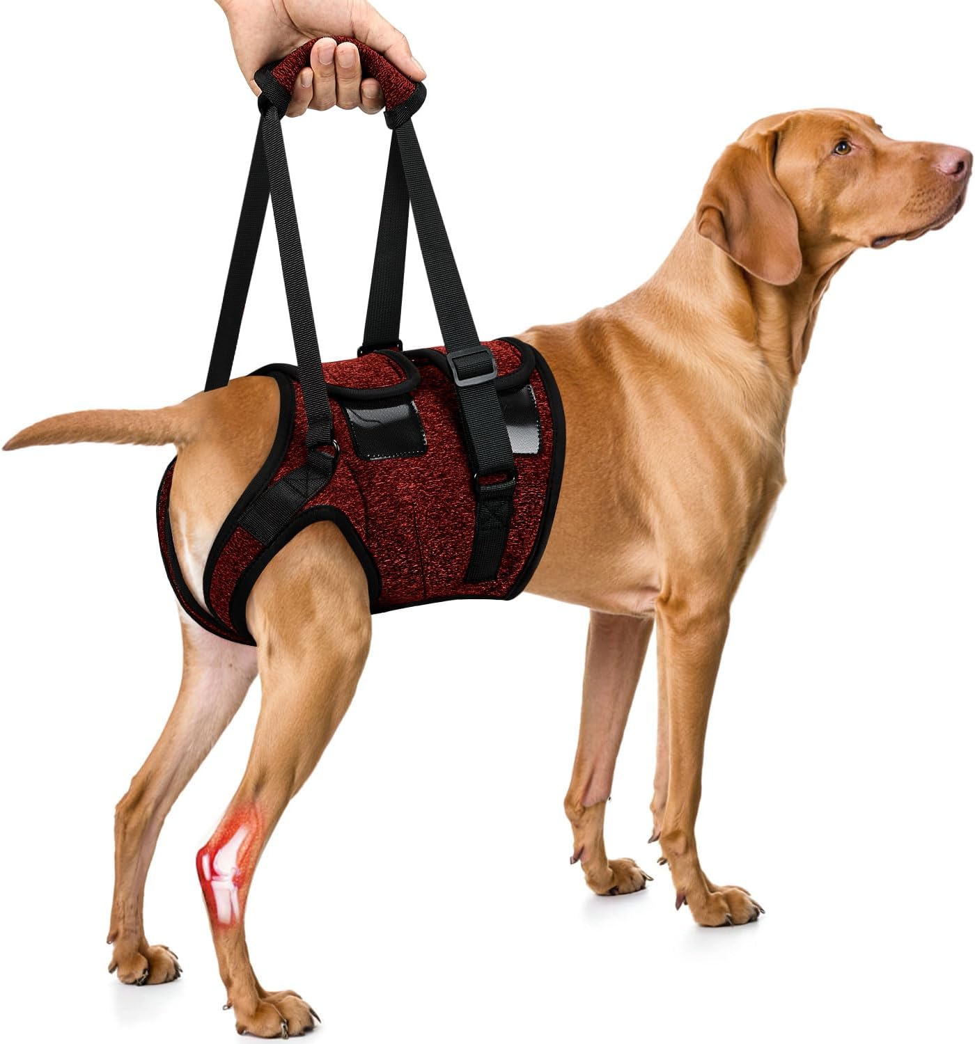 SlowTon Dog Lift Harness - Adjustable Dog Sling for Medium Large Dogs, Hind Leg Support to Help Rehabilitate, Soft Padded Dog Support Harness for Elderly, Injured, Arthritic, Disabled Dogs, XL - Image 10