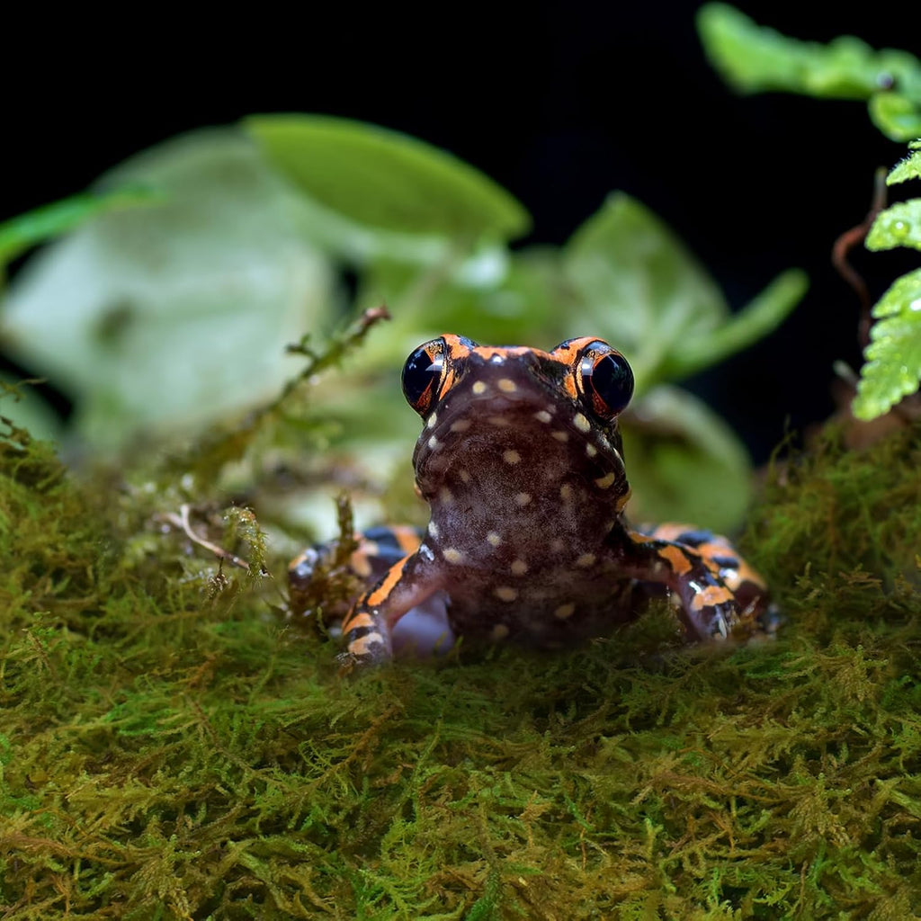 Hermit crab exploring a natural moss bedding substrate layout.