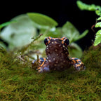 Hermit crab exploring a natural moss bedding substrate layout.