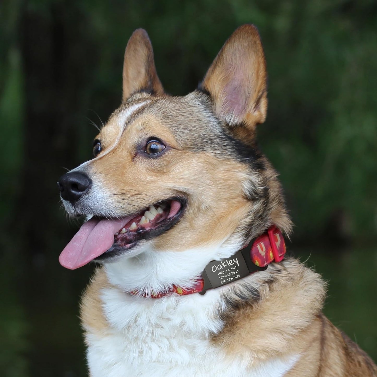 Anavia customized pet nameplate on small dog collar