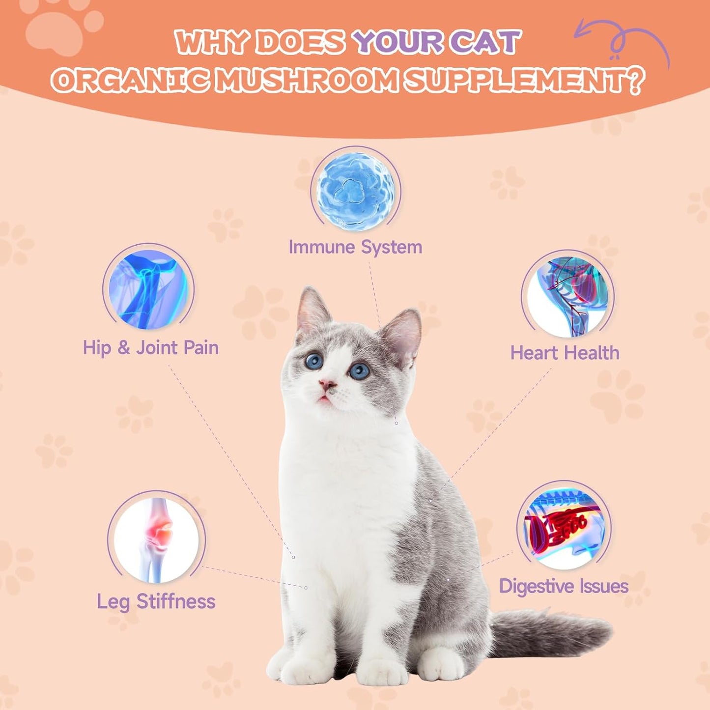 Cat enjoying food mixed with Santkol collagen supplement
