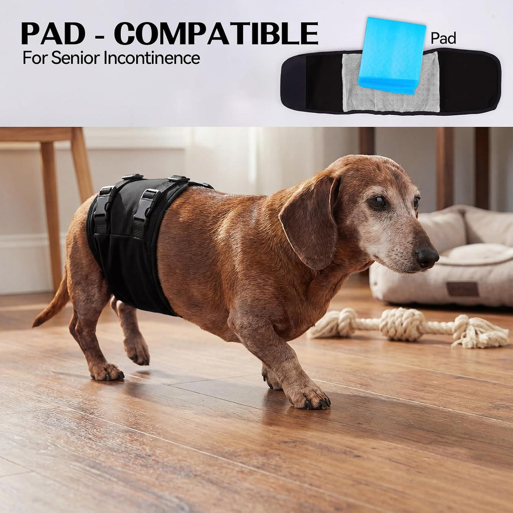 DENTRUN heat cycle male dog diaper being adjusted on a pet