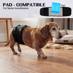 DENTRUN heat cycle male dog diaper being adjusted on a pet