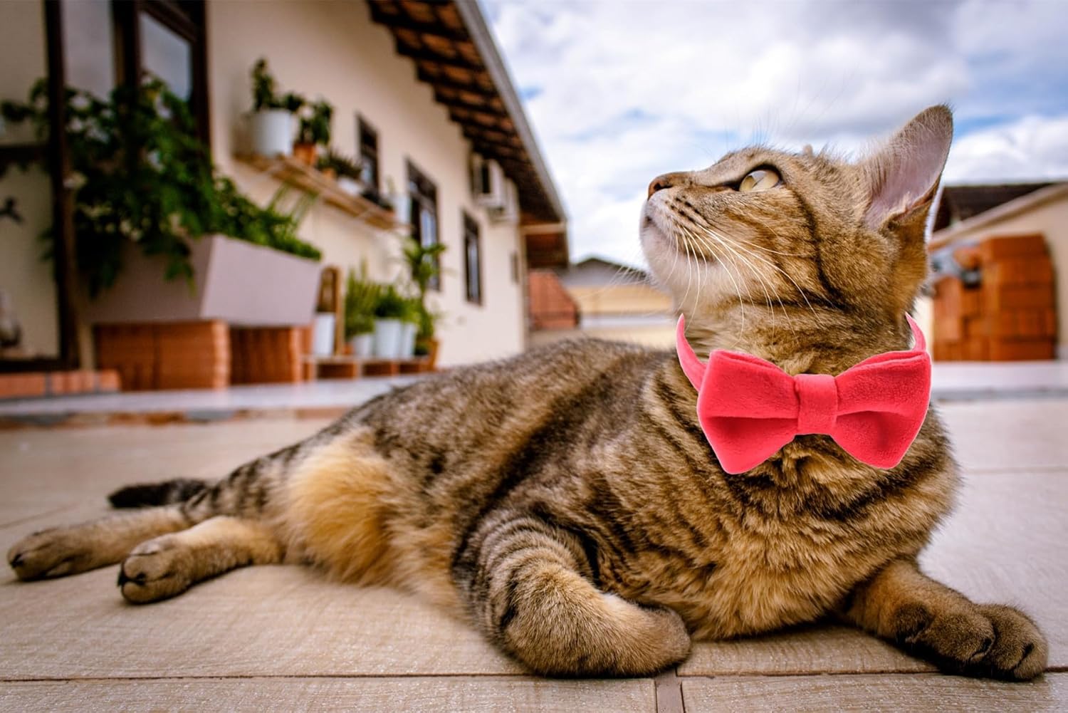 WDPAWS skin-friendly reactive dyed velvet pet neck accessory details