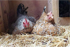 Compost pile showing decomposed organic chicken bedding