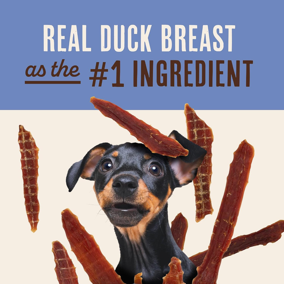 Dog enjoying a healthy duck jerky tender treat