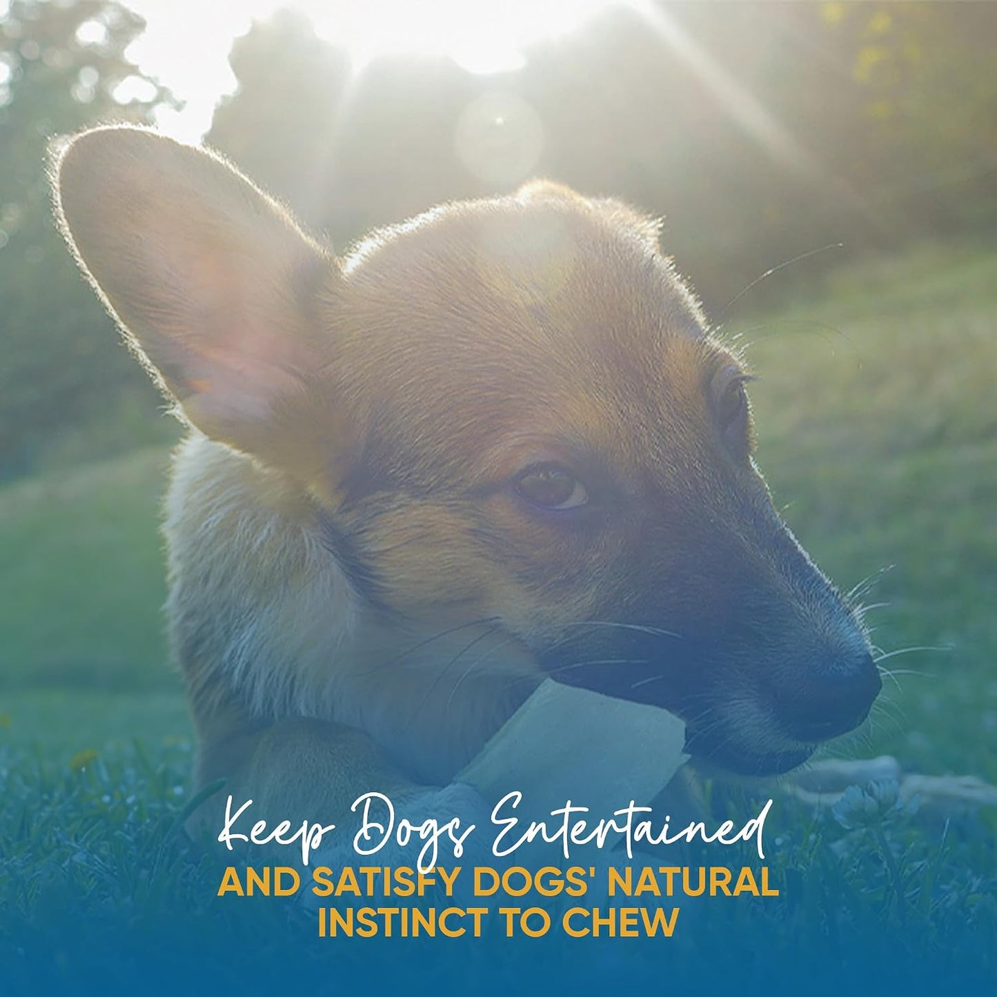 Authentic imported USA pet dental care chews for dogs