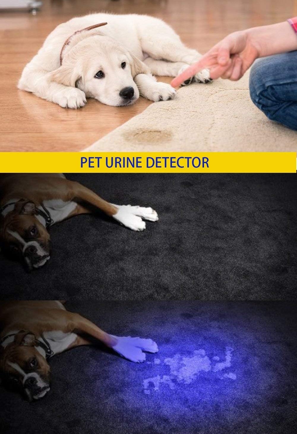 Darkbeam ultraviolet blacklight showing adjustable zoom lens feature