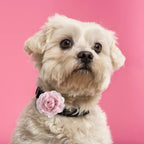Cute puppy wearing a colorful imported chiffon flower collar charm
