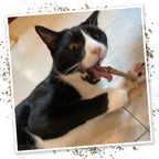 Rudra Retails imported Meowijuana pet care bundle featuring authentic USA sourced organic cat treats.