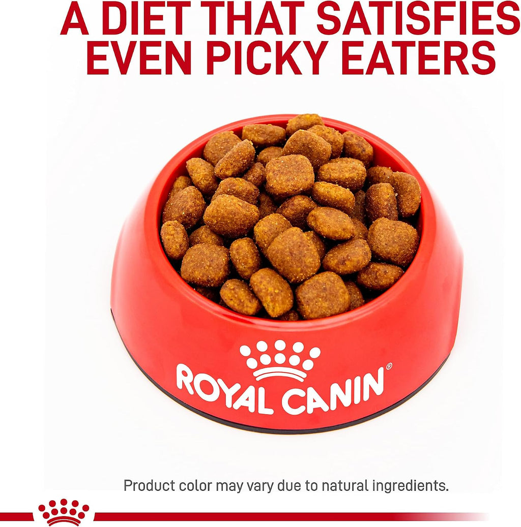 Close up view of USA imported Royal Canin dental adult small dog dry kibble formula.