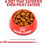 Close up view of USA imported Royal Canin dental adult small dog dry kibble formula.