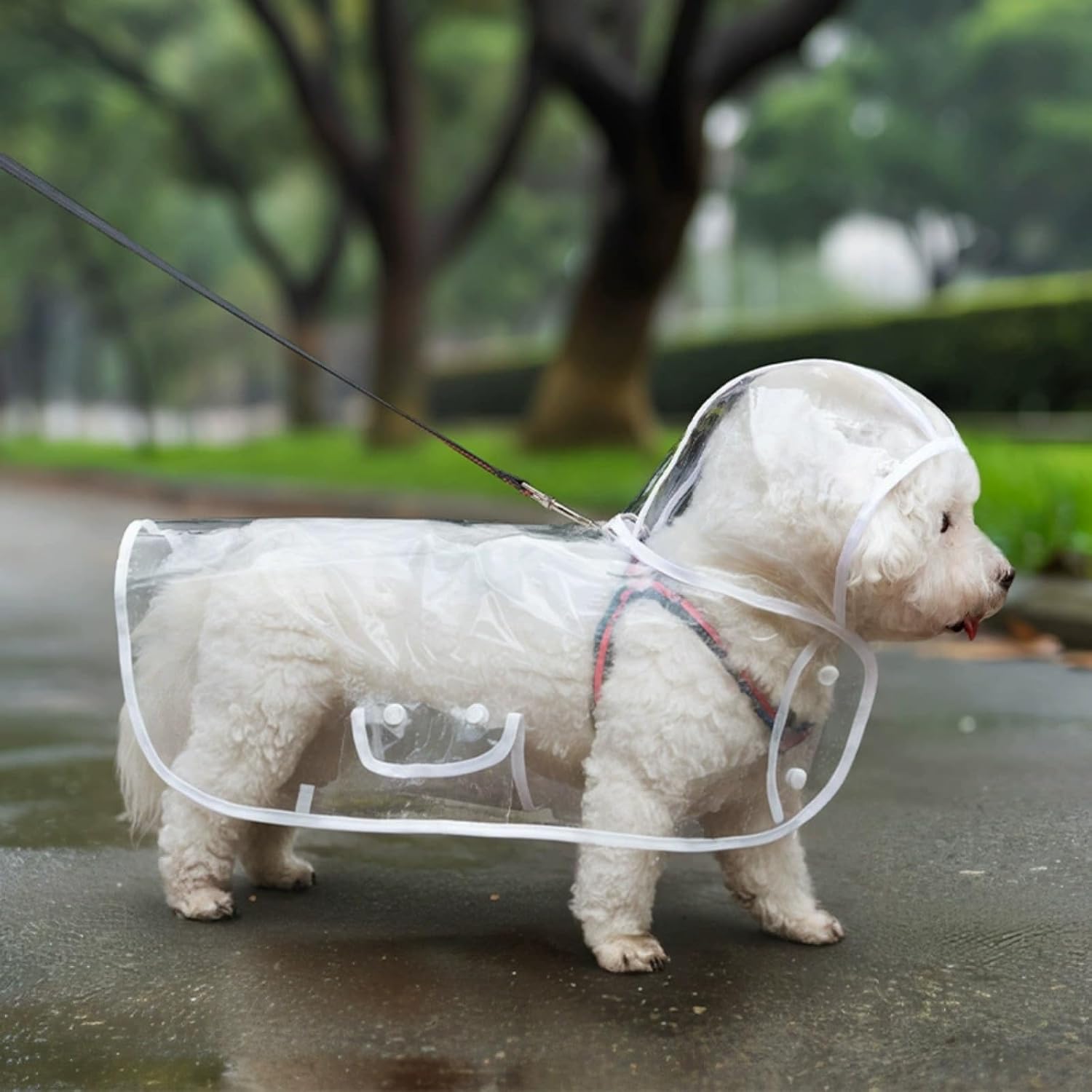 HydroPaw transparent cape style dog raincoat front view on a small dog