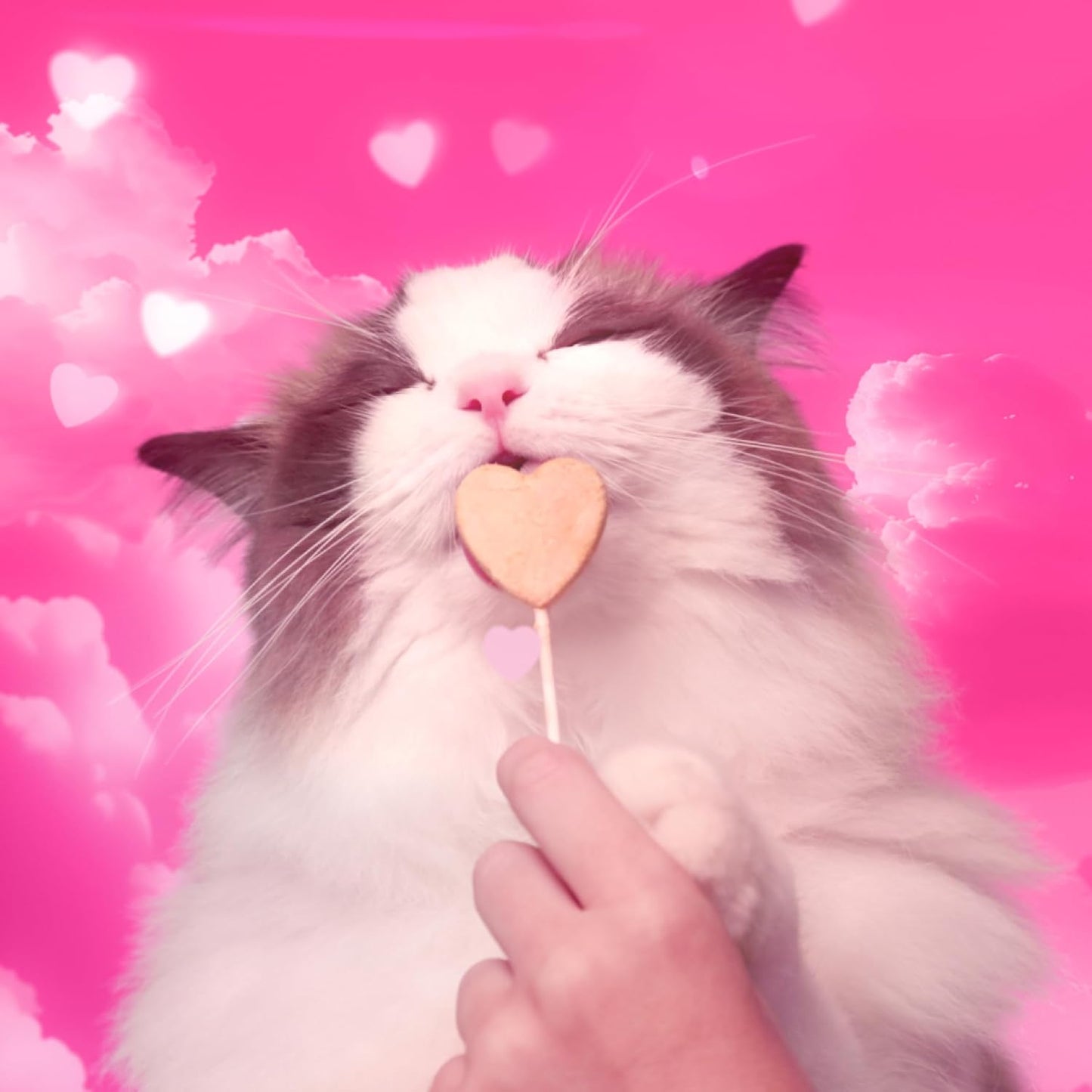 Bonkers Purrpops Freeze Dried Tuna & Salmon Flavor Lollipop Cat Treats, Healthy Real Meat Treats, Training Treats or Food Topper, for All Breeds and Ages, Value Pack (18 Pieces) - Image 9