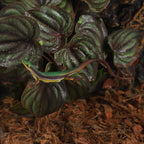 Detailed view of the resin rock base for stability