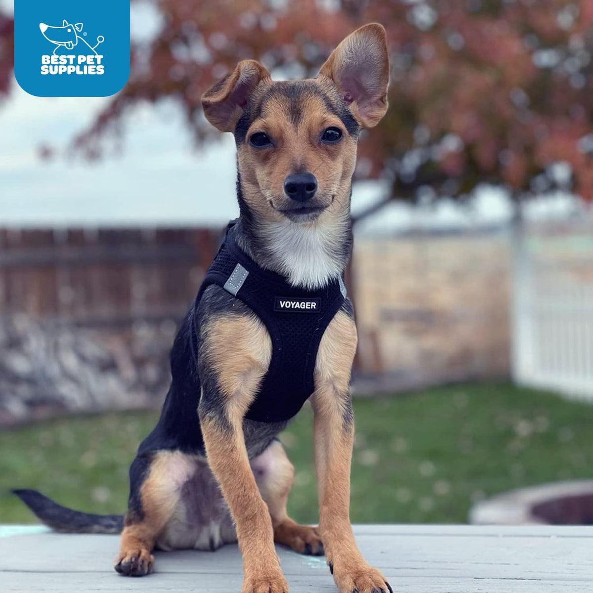 Best Pet Supplies - All Weather Mesh / Plush, Reflective, No Pull Harness for Small, Medium Dogs, Cats - Secure with Hook & Loop Fastener, Buckle, Double D-Rings - Black/Black Trim, S - Image 10