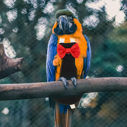 POPETPOP lightweight bird harness apparel showcasing flight freedom design