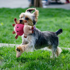 Toozey premium imported puppy teething bundle for behavioral training