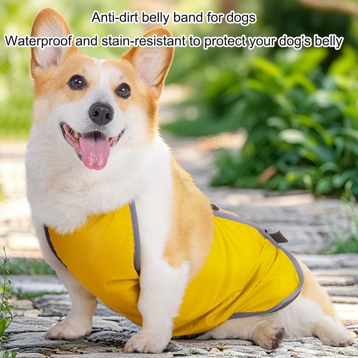 Side profile of pet wearing washable belly wrap