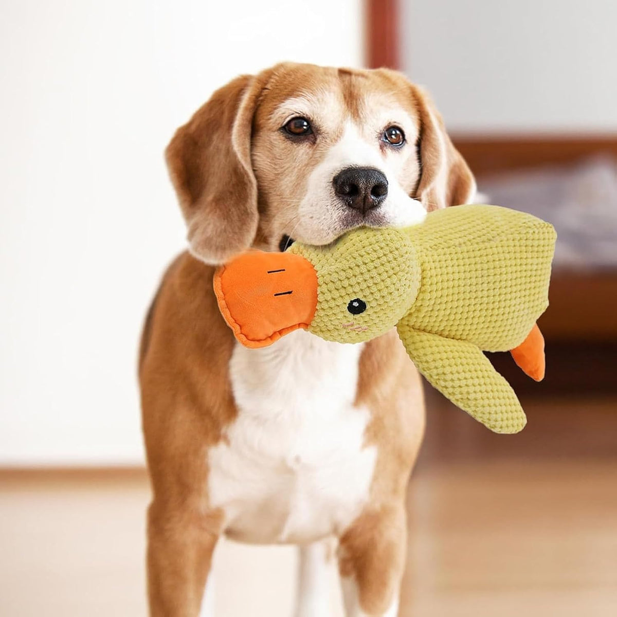Dog playing with Mellow Dog calming duck indoor toy