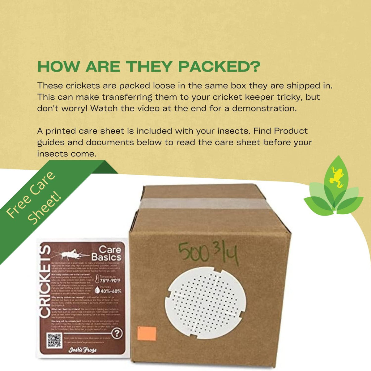 Healthy active reptile food insects bulk count