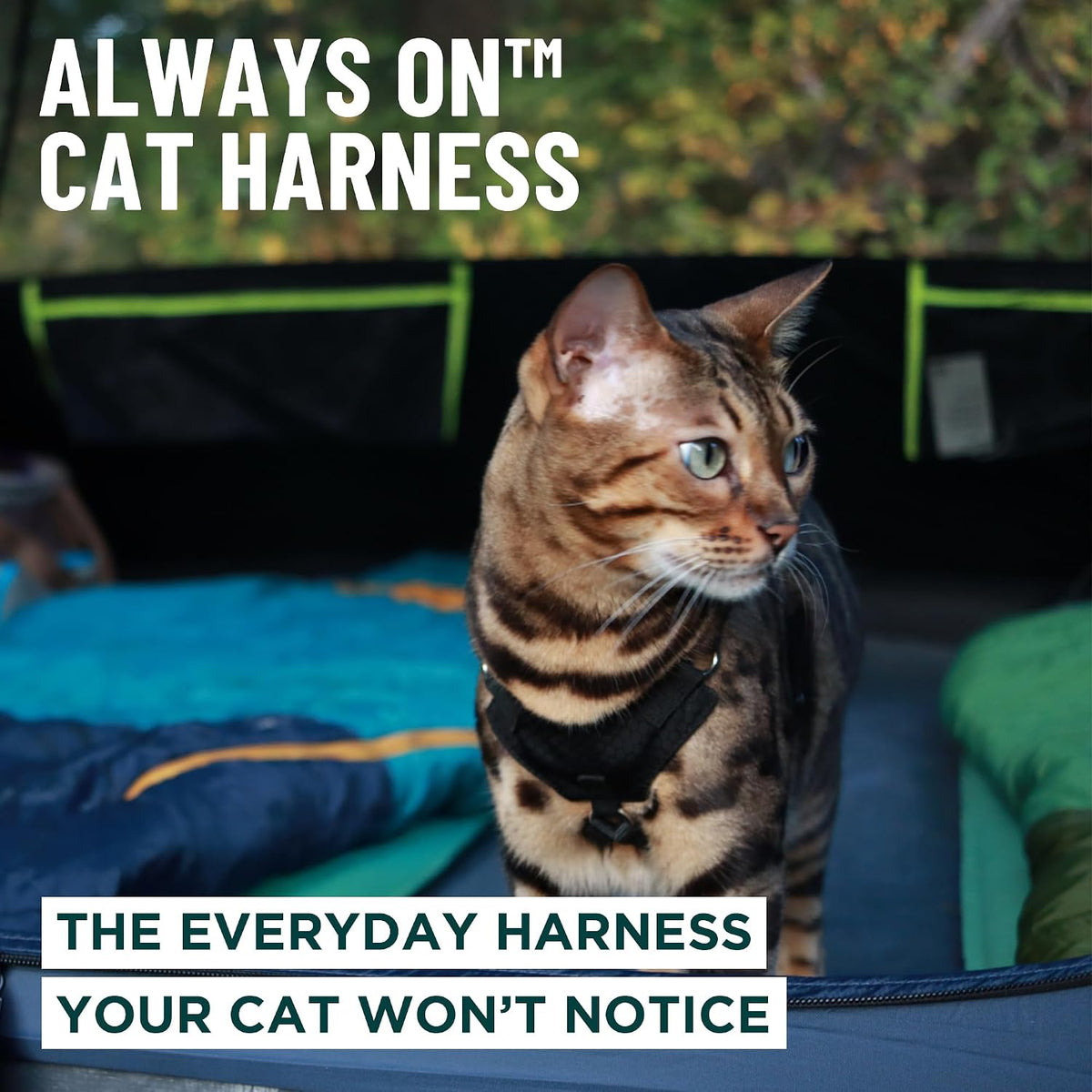 OutdoorBengal lightweight cat harness and leash set for adventure kittens