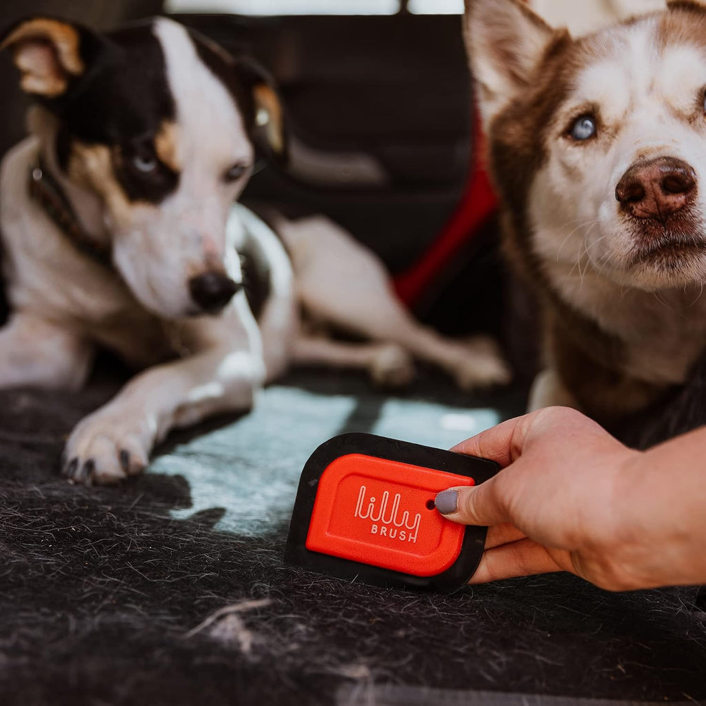 Compact reusable pet hair detailer clearing cat fur from a living room fabric couch.