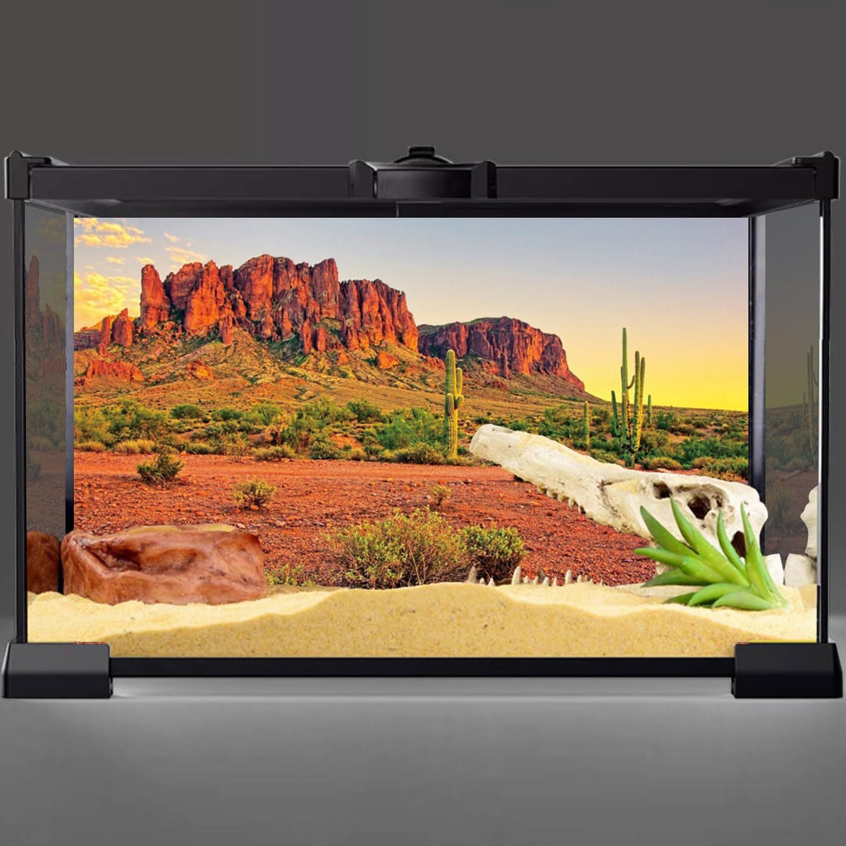 Awert reptile habitat background desert terrarium front view