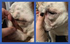 Squishface Wrinkle Paste, Dirty Wrinkle Cleaner for Bulldogs & Pugs, 2oz - Image 9