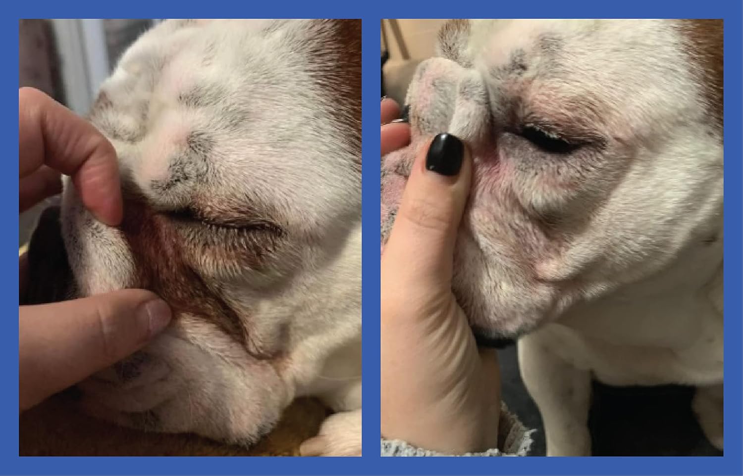 Squishface Wrinkle Paste, Dirty Wrinkle Cleaner for Bulldogs & Pugs, 2oz - Image 9
